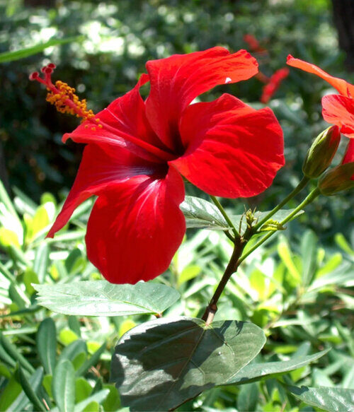 The Flowers of Bali Hibiscus