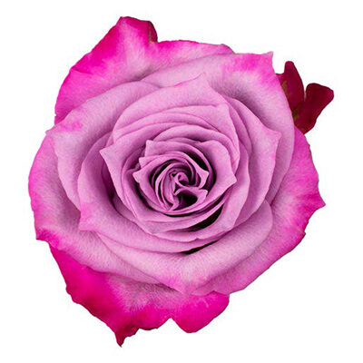 Rose Deep Purple Cut flower on Thursd