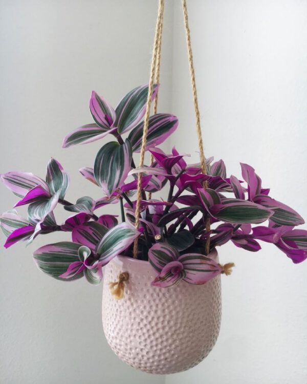 4 Water Plants That Look Great Indoors - photo by biogroei.be - Spiderwort water plant - blog Kenneth Reaves on thursd