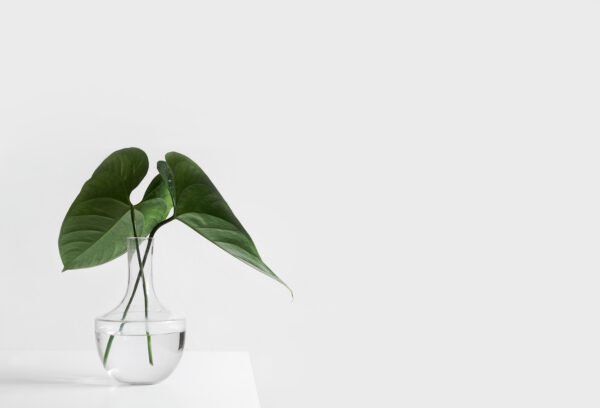 4 Water Plants That Look Great Indoors - water plant photo by sarah dorweiler - blog Kenneth Reaves on thursd