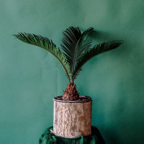 Top Six Indoor Plants to Decorate Your Student Apartment With Sago Palm