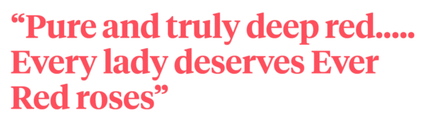 ever-red-roses-quote-1536x460