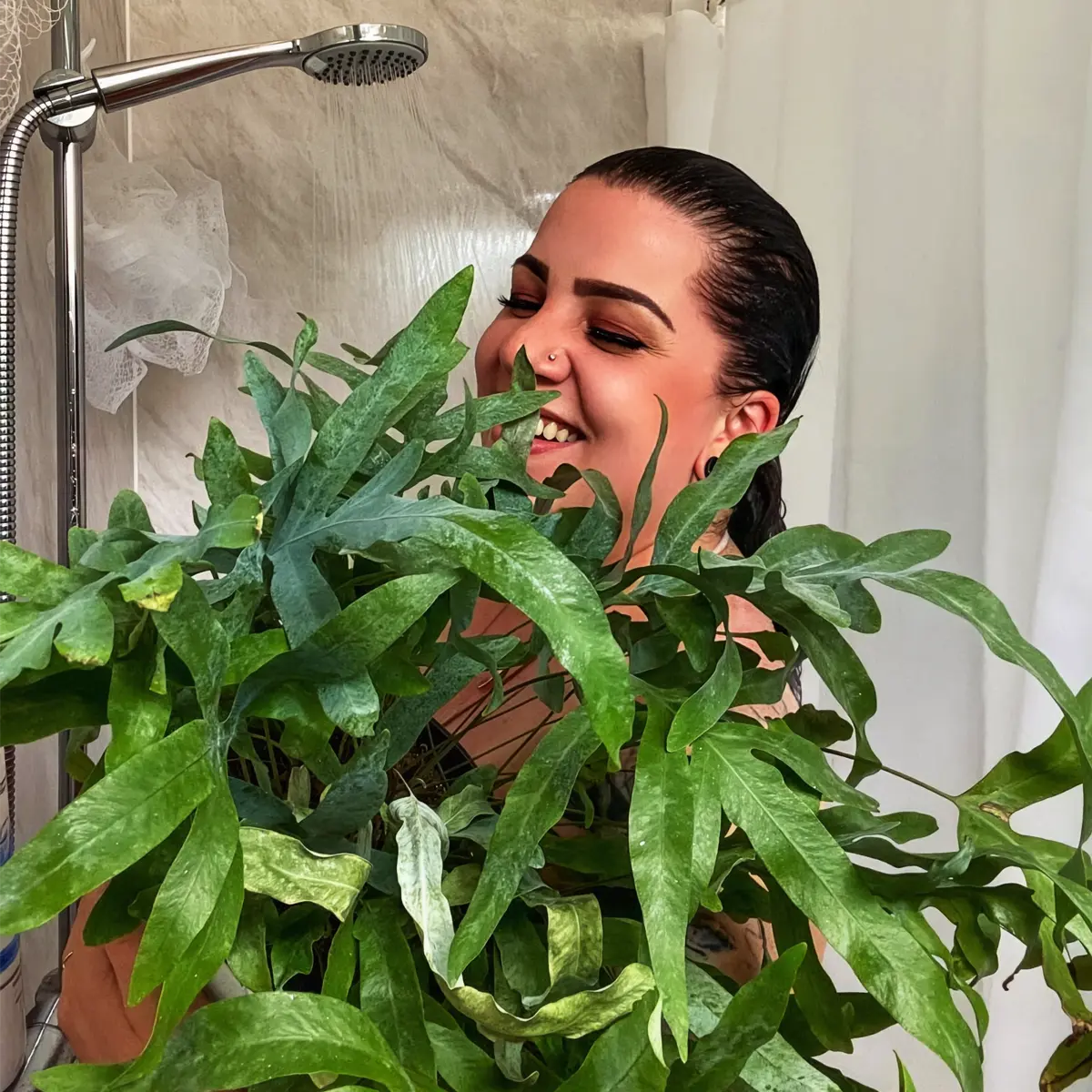 Bathoom plants that absorb moisture dynamic feature Bathoom plants that absorb moisture dynamic feature