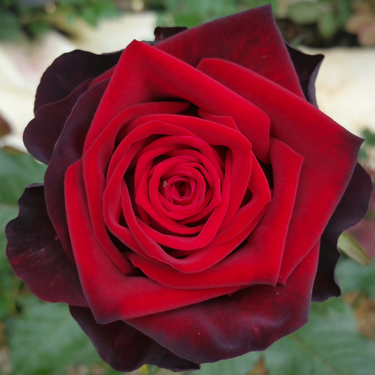 Meilland rose Black Gold 03