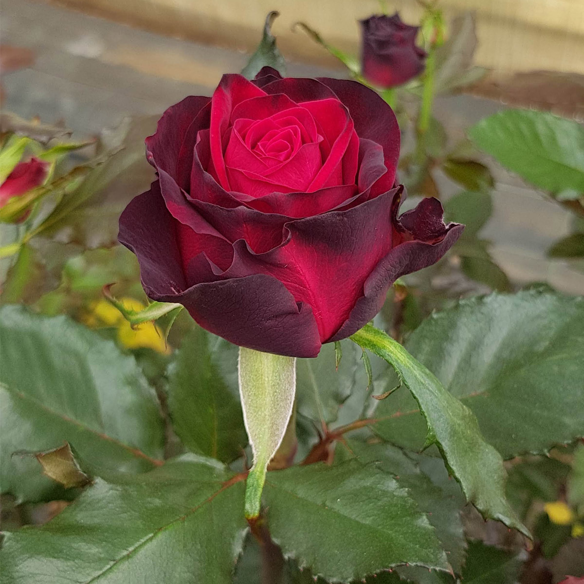 Meilland rose Black Gold 04