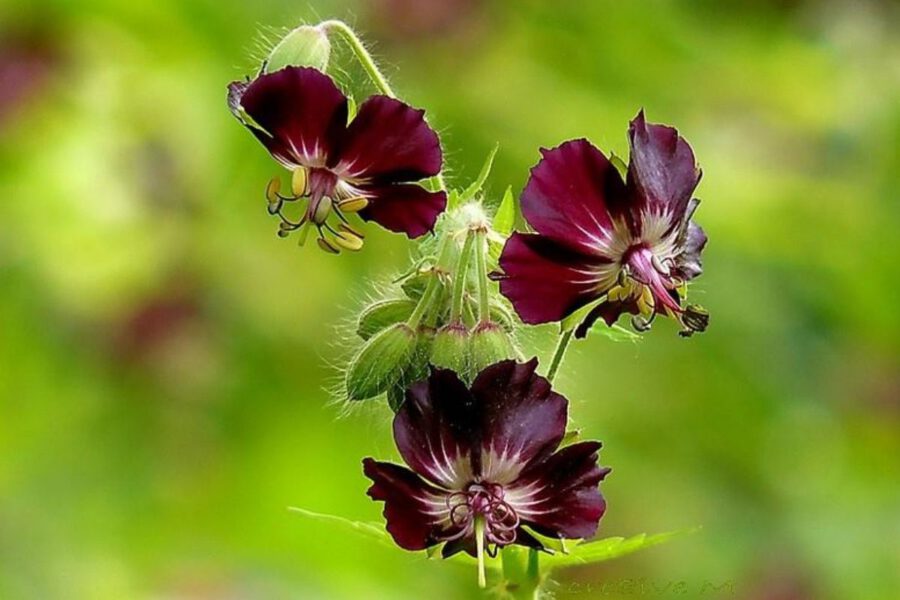 15 Best Black Flowers on Thursd. - Black geranium Phaeum