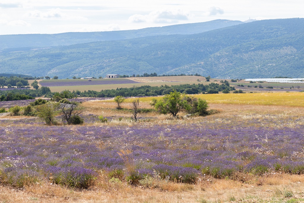 Dried Lavender - Dutch Masters In Dried Flowers - lavender fields on thursd