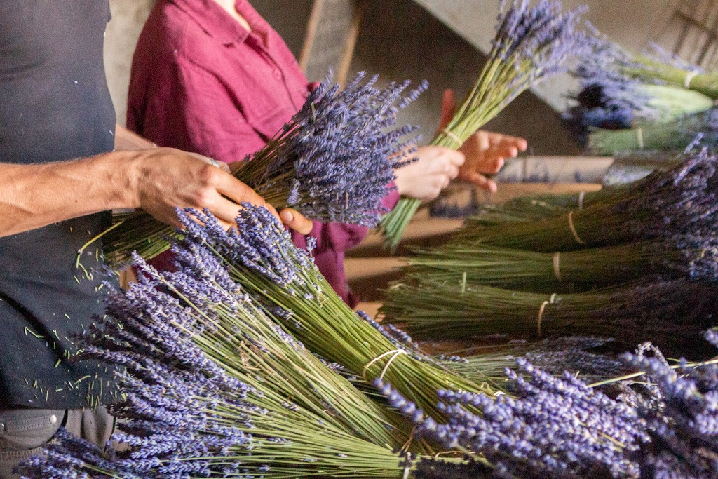 Dried Lavender - Dutch Masters In Dried Flowers -  lavender bunches - on thursd
