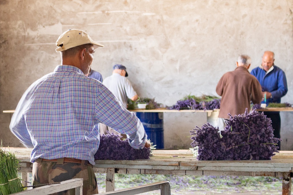 Dried Lavender - Dutch Masters In Dried Flowers - man dividing lavender bunches - on thursd