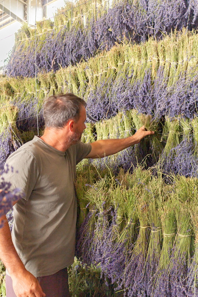 Dried Lavender - Dutch Masters In Dried Flowers - man and bunches lavender