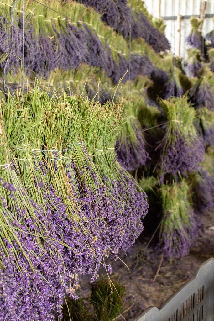 Dried Lavender - Dutch Masters In Dried Flowers - rows of lavender bunches - on thursd