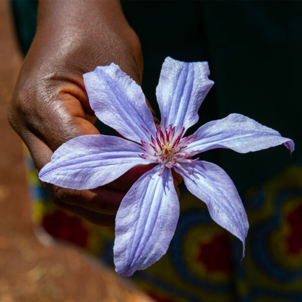 Clematis Amazing