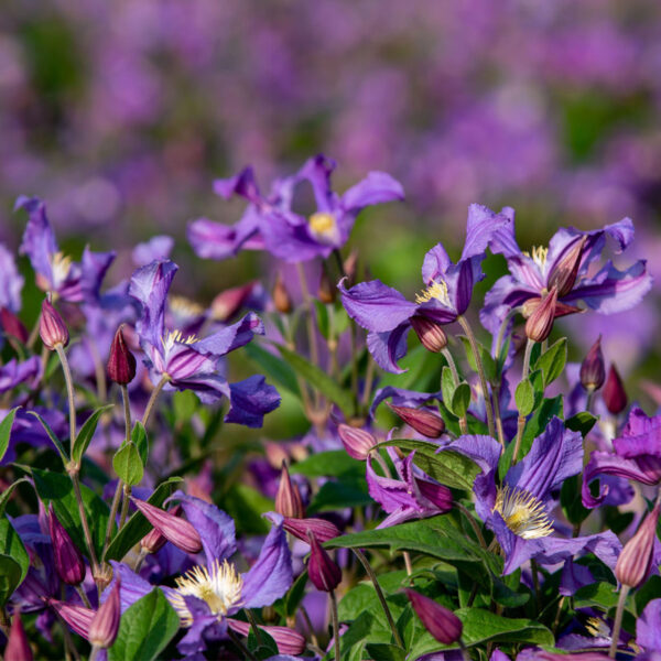 Clematis Amazing Rome Clematis Amazing Rome