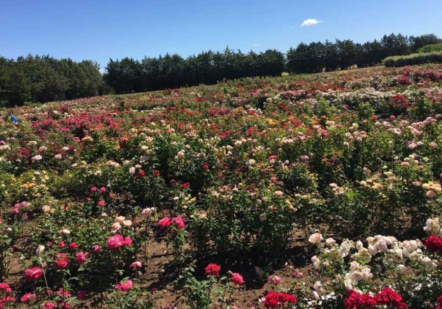 Meilland rose fields in South of France