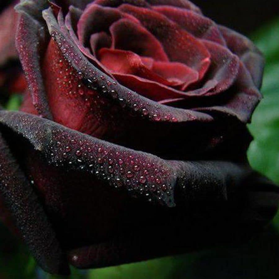 Black roses: Black Baccara