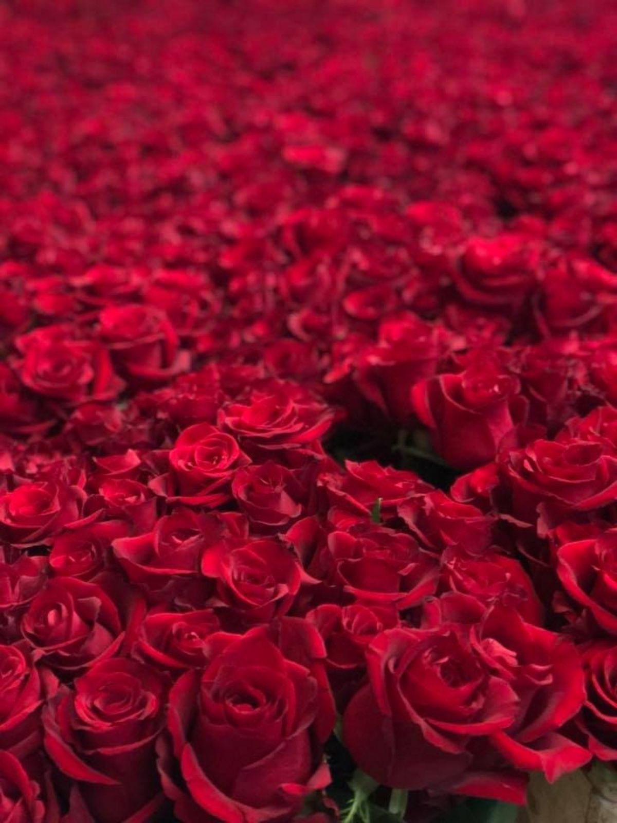 Ever Red roses are perfect for Valentine's Day Ever Red roses are perfect for Valentine's Day