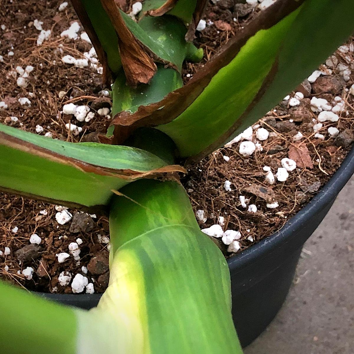 Monstera Deliciosa short nodes Monstera Deliciosa short nodes