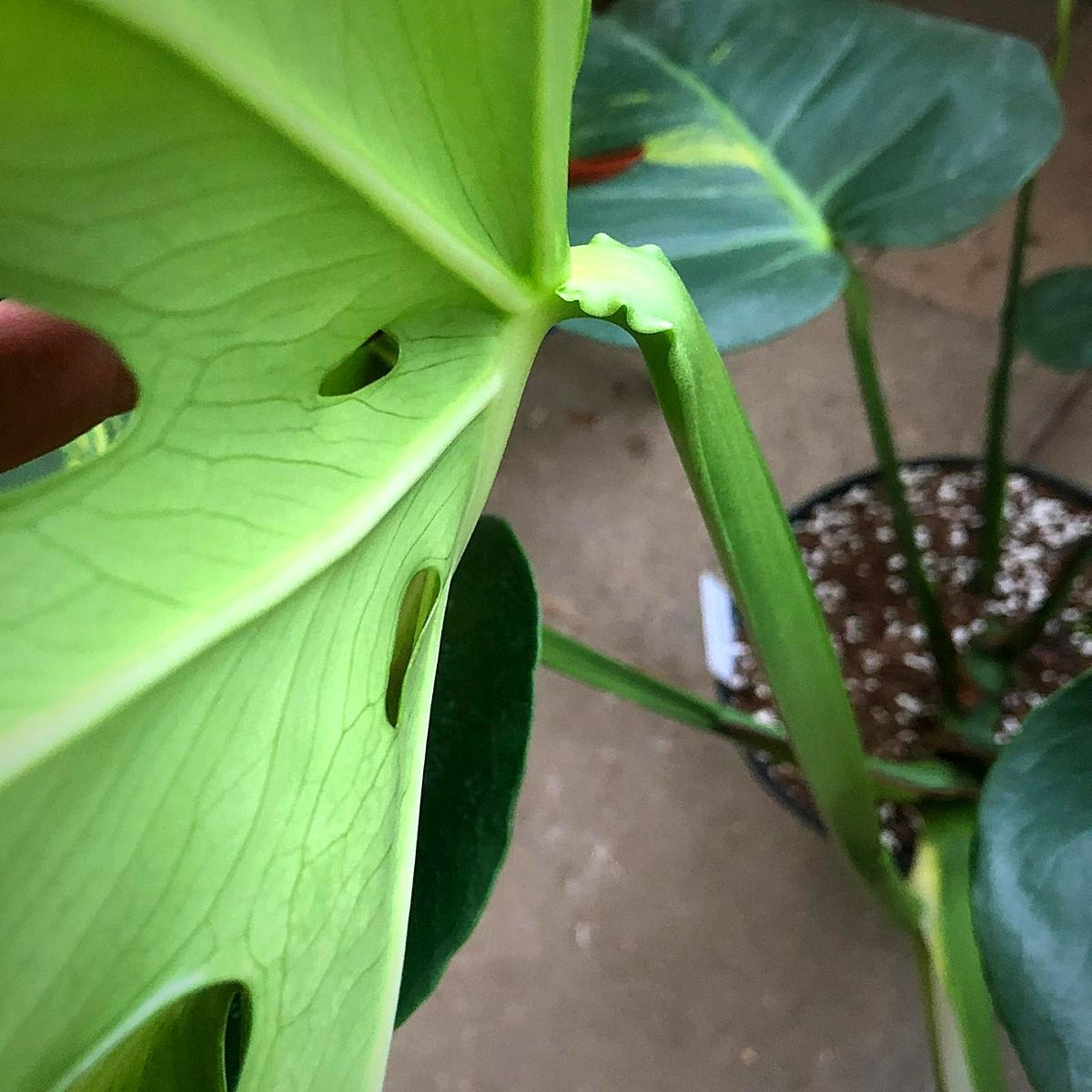 Monstera Deliciosa wrinkles Monstera Deliciosa wrinkles