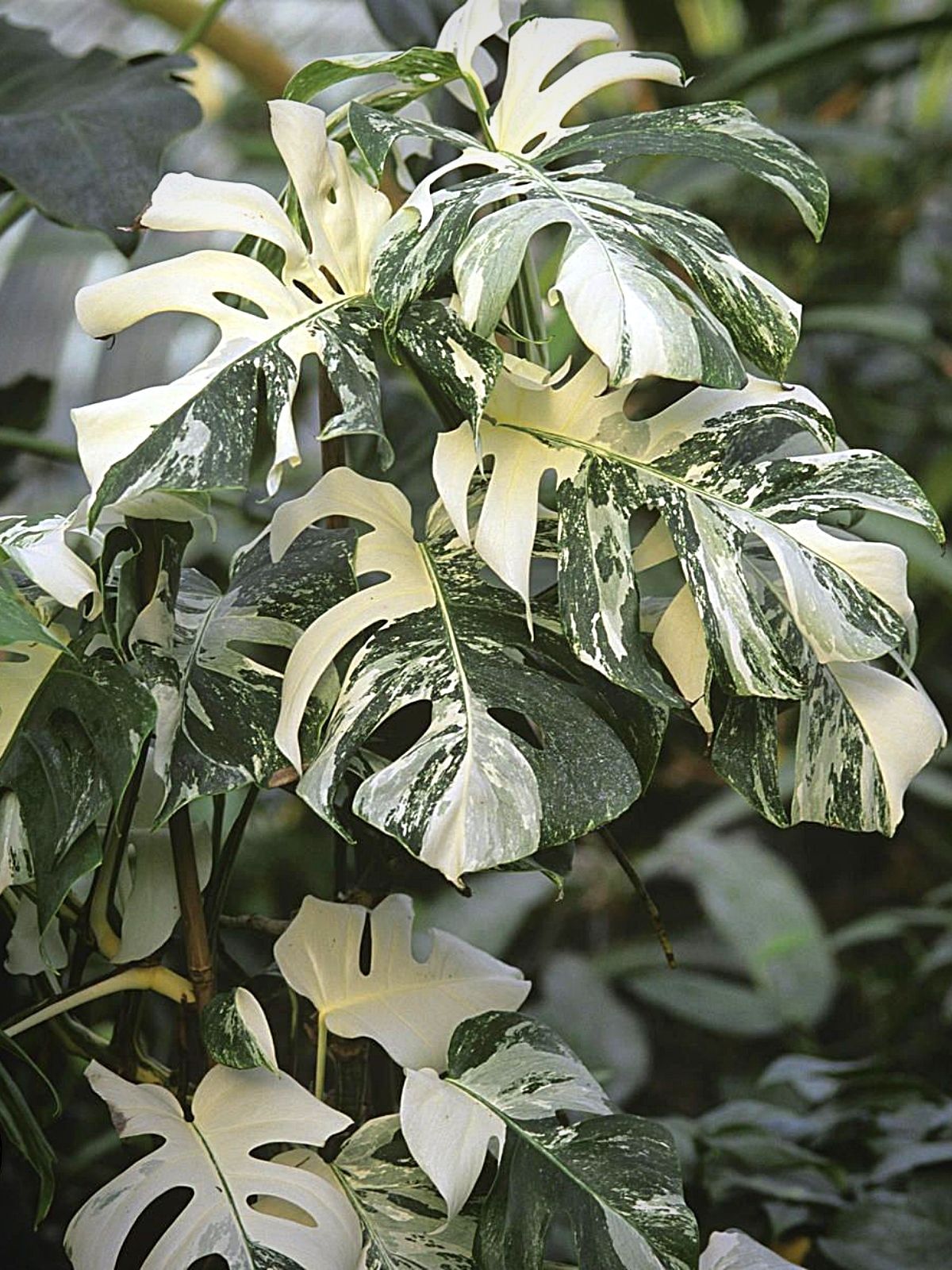 Variegated Monstera - Monstera Deliciosa Albo variegata Variegated Monstera - Monstera Deliciosa Albo variegata