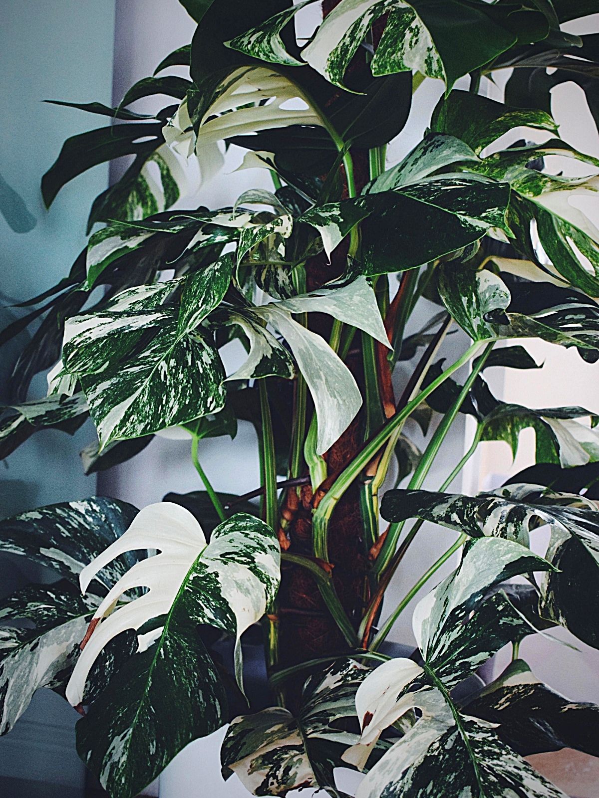 Monstera variegated - Monstera Deliciosa Albo variegata Monstera variegated - Monstera Deliciosa Albo variegata