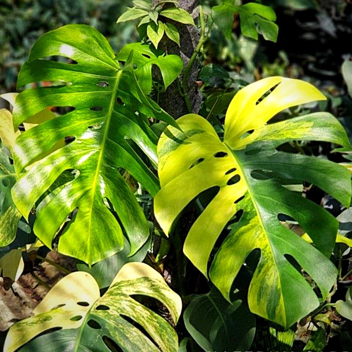 Monstera Deliciosa Aureum Variegata Monstera Deliciosa Aureum Variegata