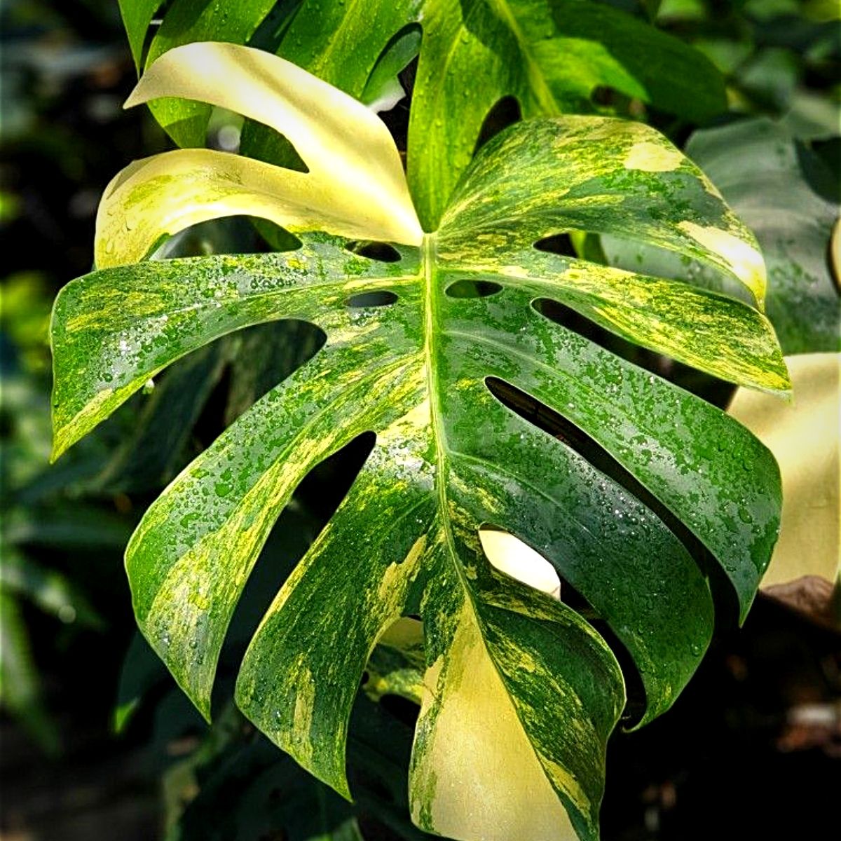 Monstera Deliciosa Aureum Variegata Monstera Deliciosa Aureum Variegata