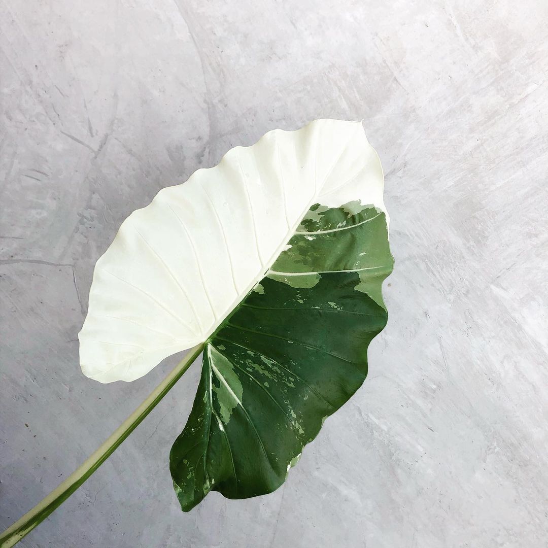 Variegated Alocasia (Macrorrhiza Variegata) - the Elephant Ear Plant Variegated Alocasia (Macrorrhiza Variegata) - the Elephant Ear Plant