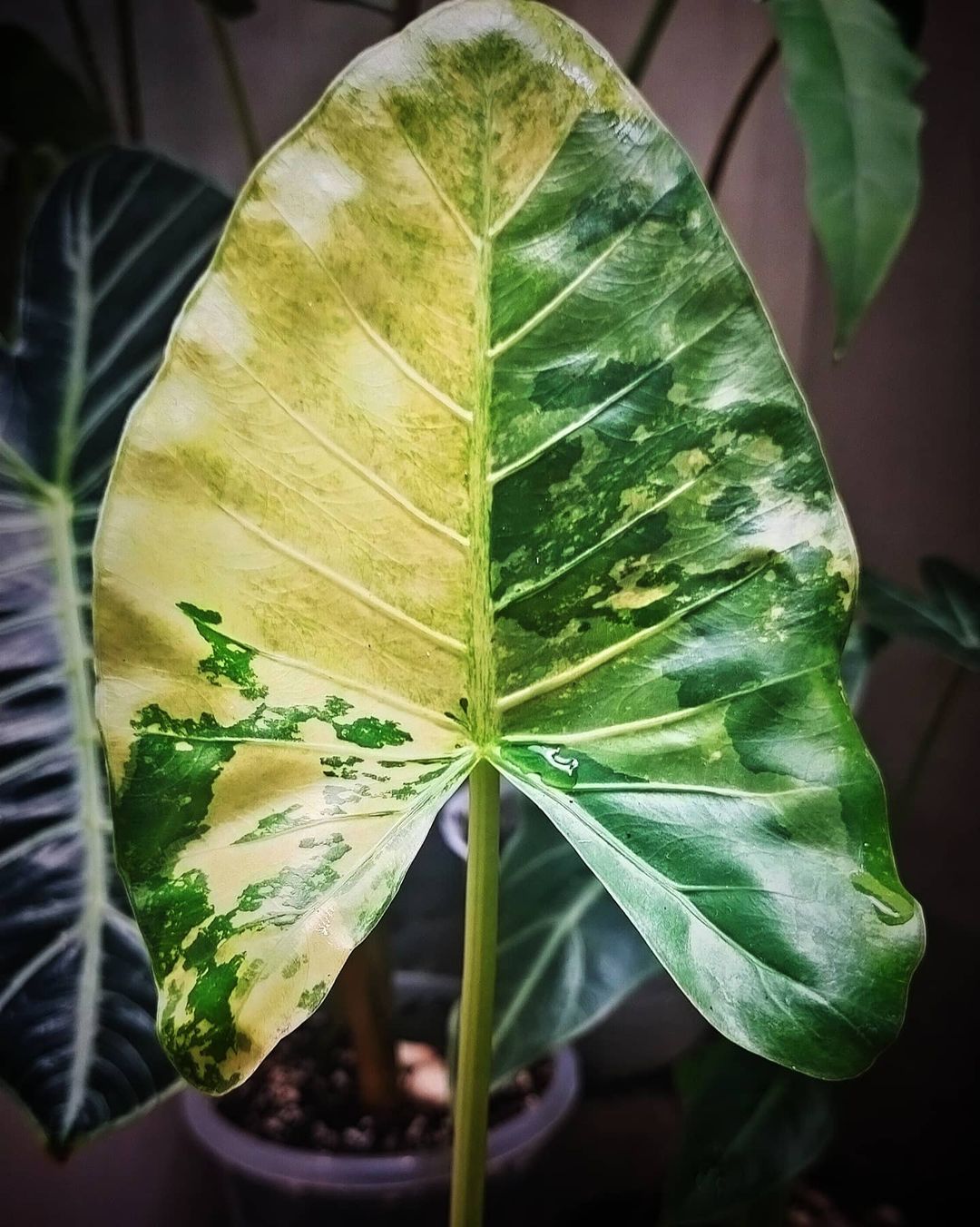 Variegated Elephant Ear plant