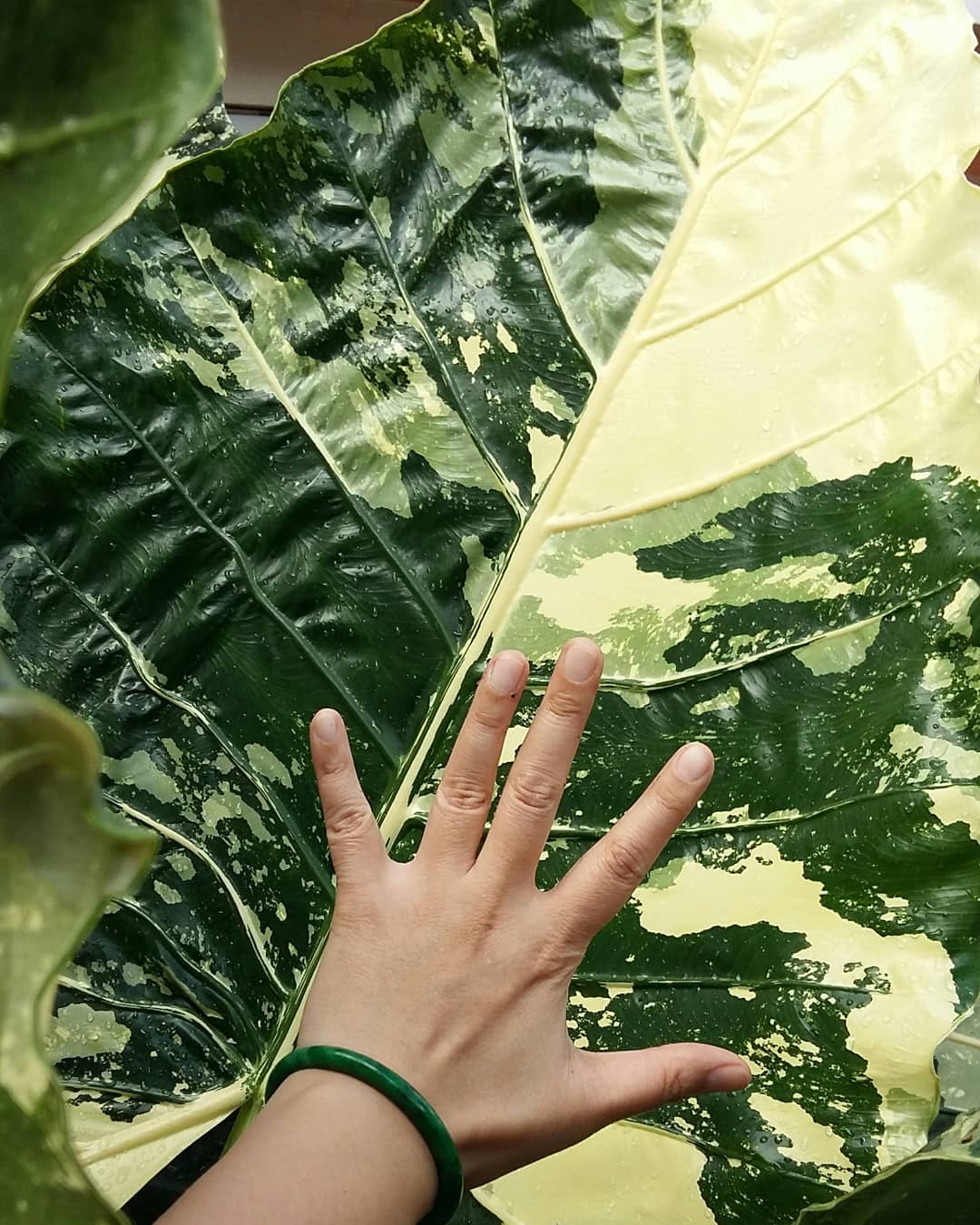 Variegated Alocasia Elephant Ear plant Variegated Alocasia Elephant Ear plant