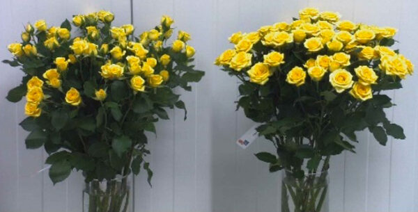 Rose Yellow Babe on Thursd Rose Yellow Babe on Thursd