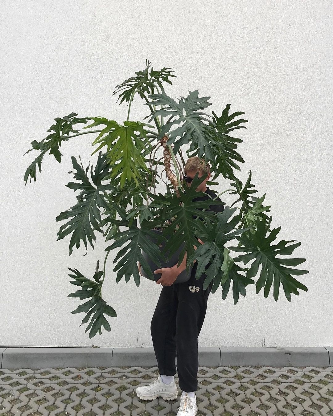 Philodendron Bipinnatifidum houseplant