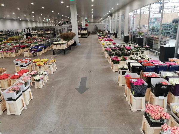 The cold store of Dobbe Flowers in Aalsmeer - on Thursd