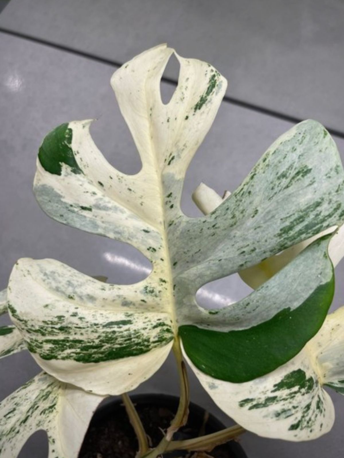 Variegated Monstera Minima (Rhaphidophora Tetrasperma ) on Thursd.
