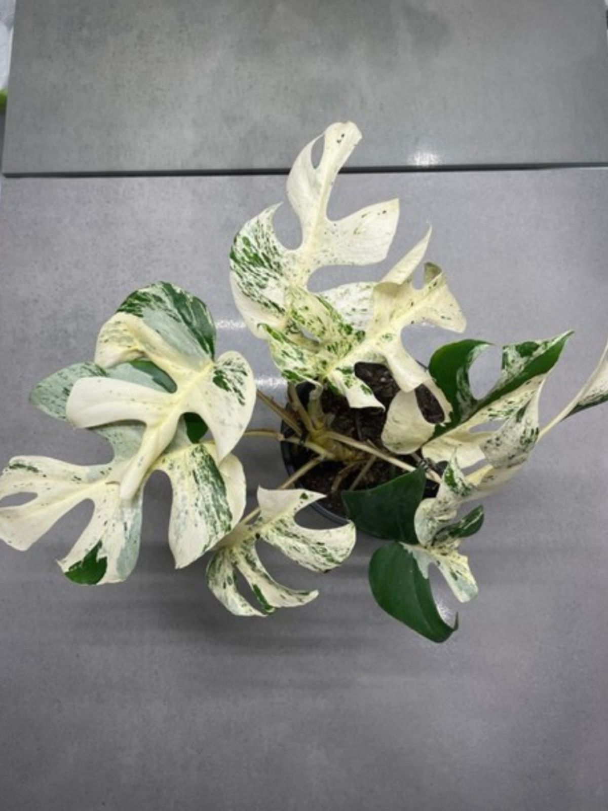 Variegated Monstera Minima of $19,000