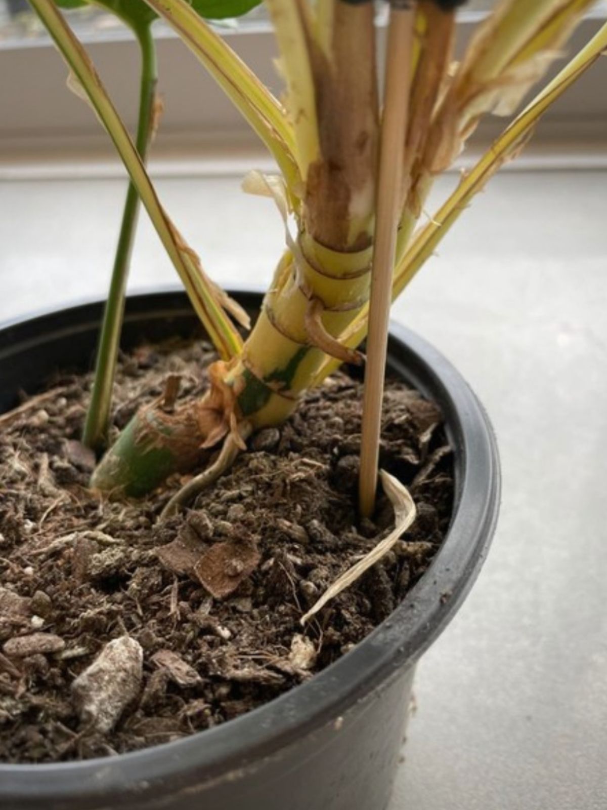 Variegated Rhaphidophora Tetrasperma on Thursd 01