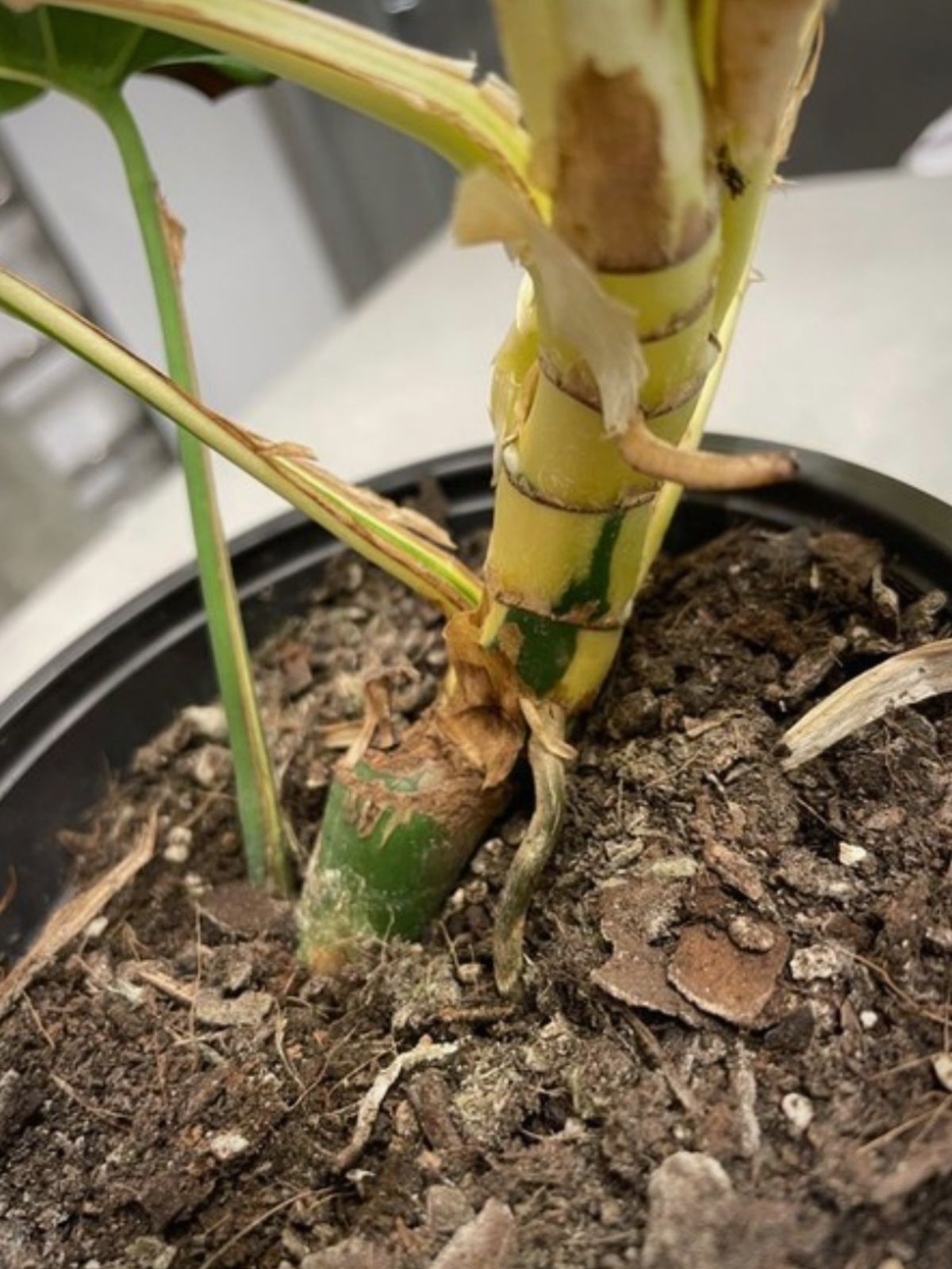 Variegated Rhaphidophora Tetrasperma on Thursd 02