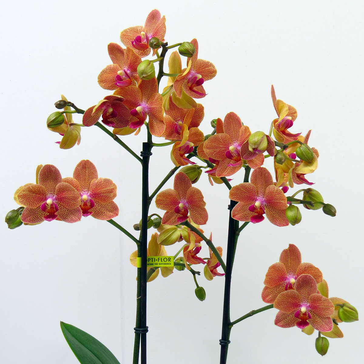 Phalaenopsis Sunset Love - on Thursd Phalaenopsis Sunset Love - on Thursd
