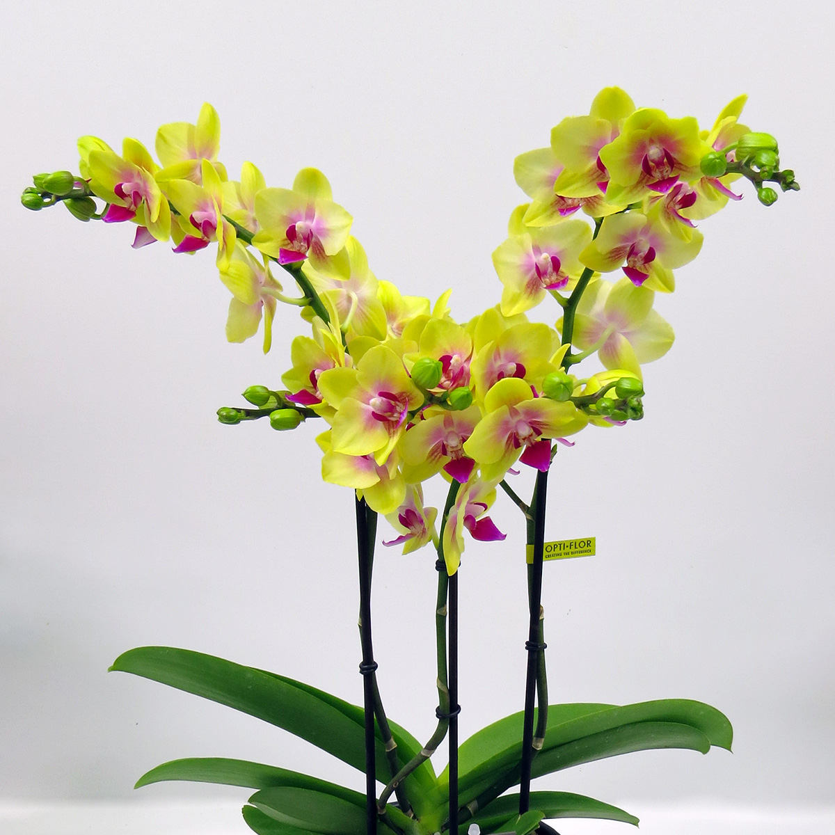 Phalaenopsis Spunky - on Thursd Phalaenopsis Spunky - on Thursd