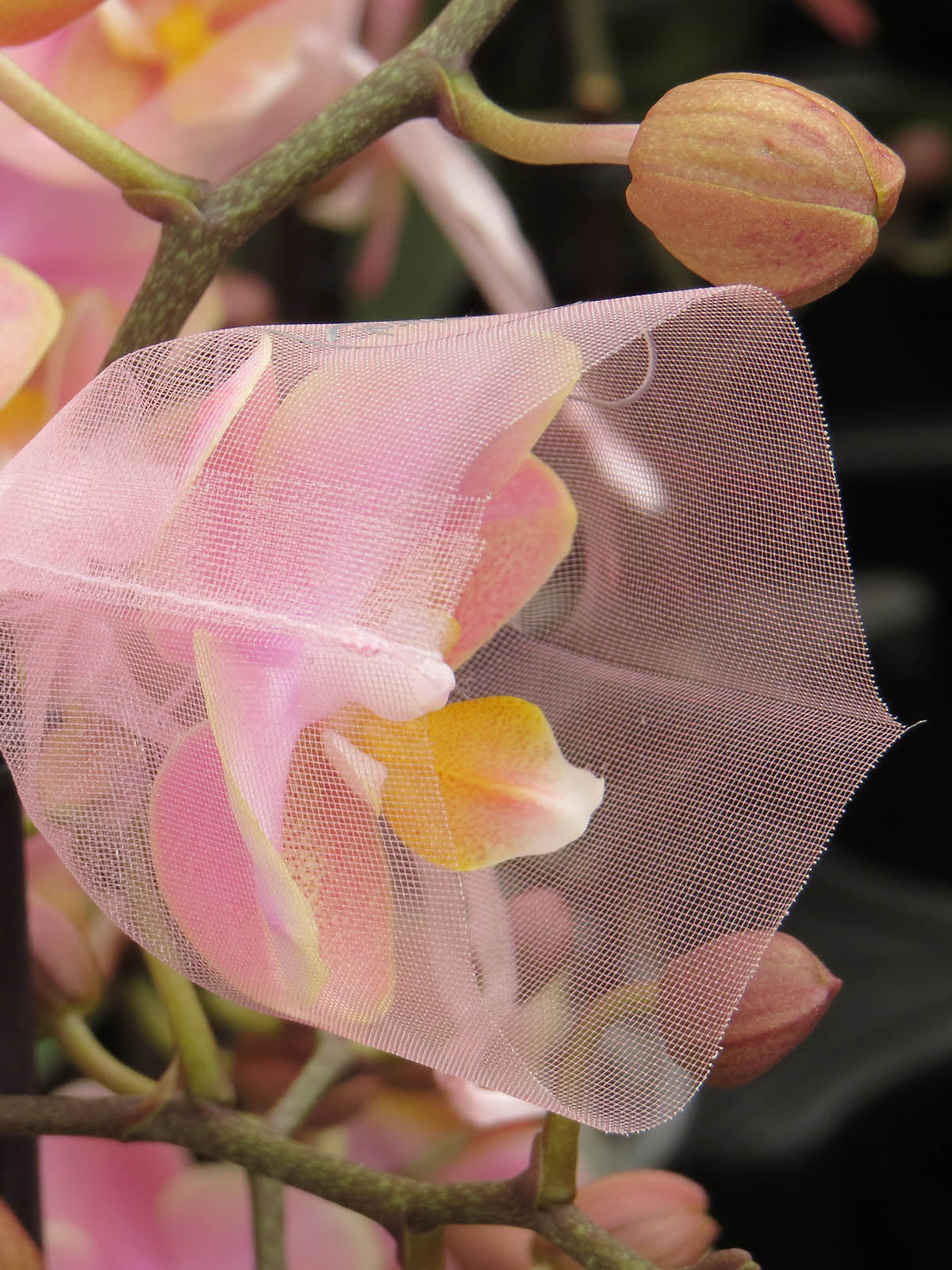 Phalaenopsis Oriental - on Thursd Phalaenopsis Oriental - on Thursd