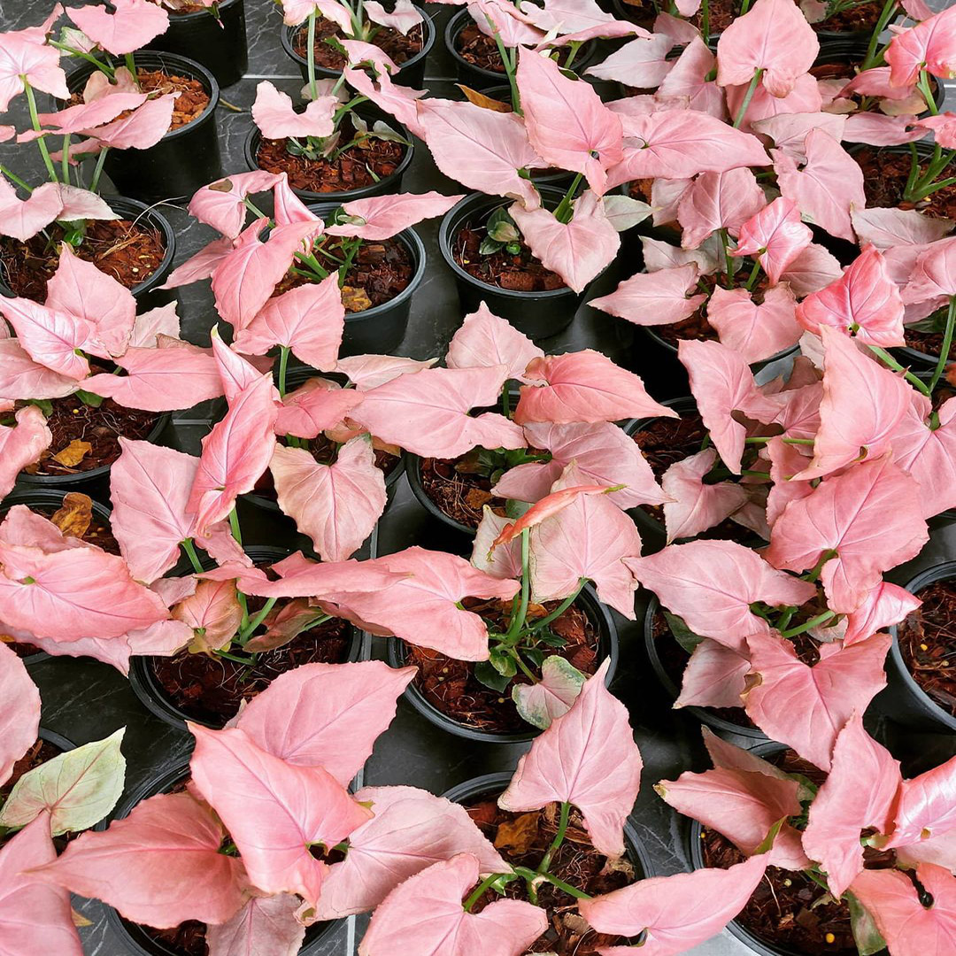 Pink Syngonium Plants
