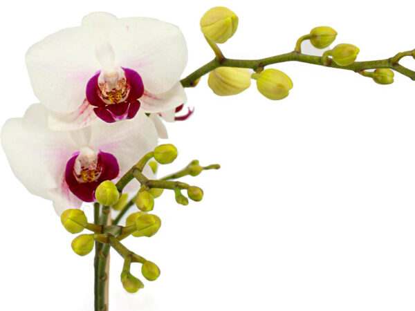 Phalaenopsis Safe Haven on Thursd