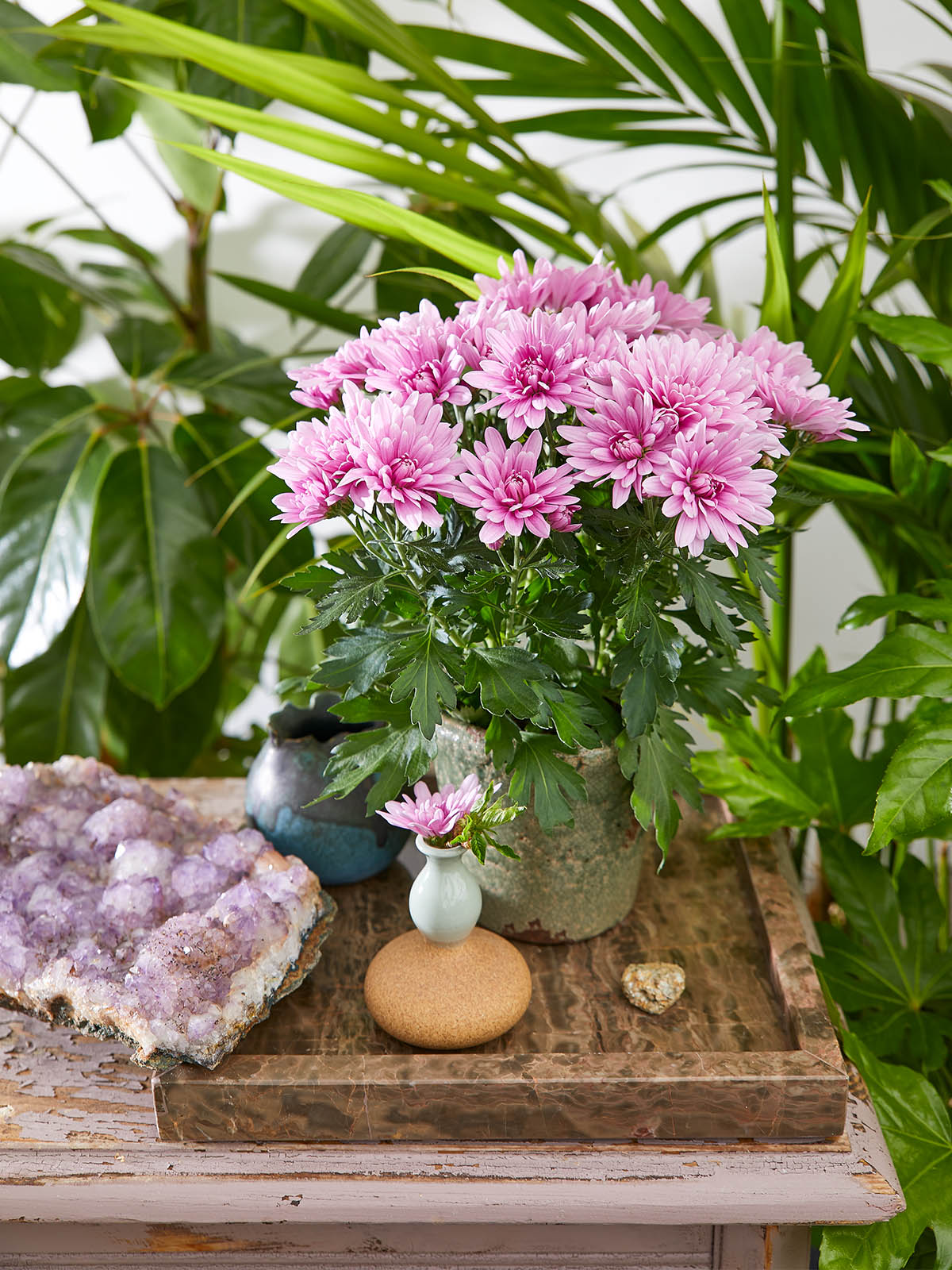 These Pot Chrysanthemums Fit Perfectly Into Any Interior - Chrysanthemum Dynamic 11