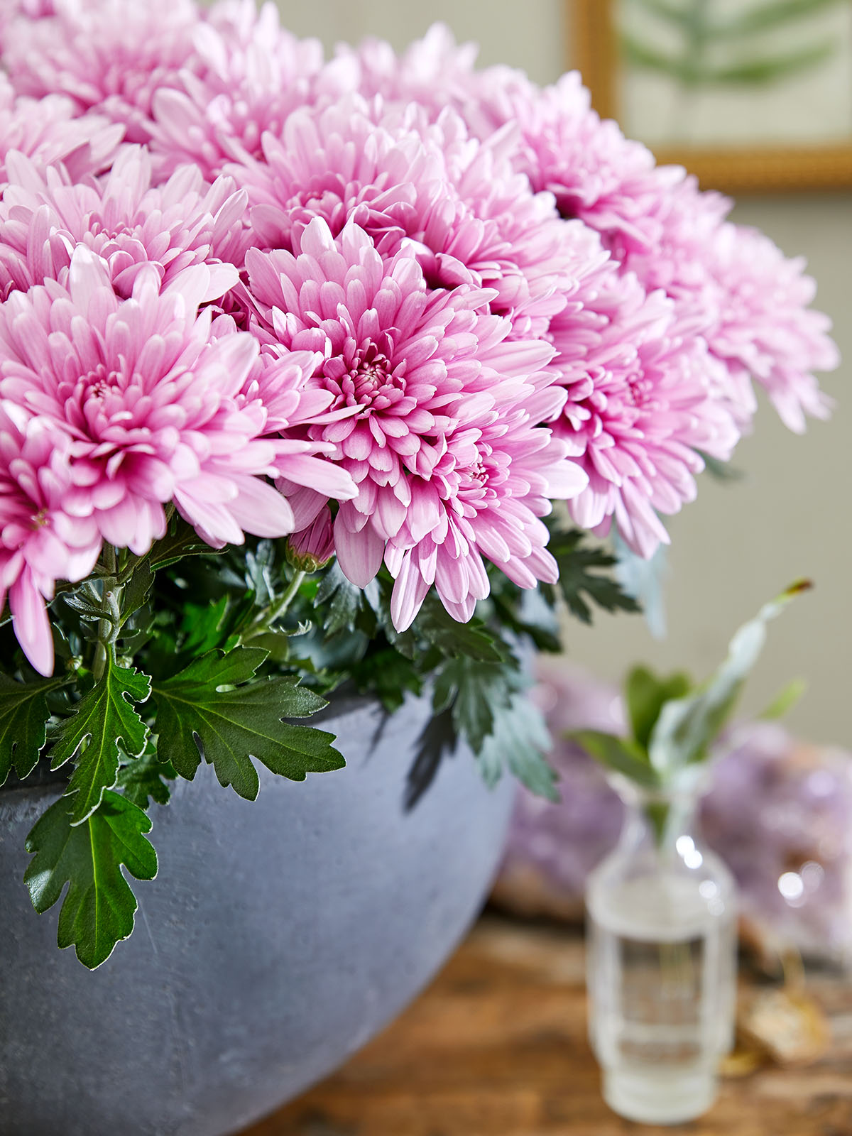 These Pot Chrysanthemums Fit Perfectly Into Any Interior - Chrysanthemum Dynamic 12