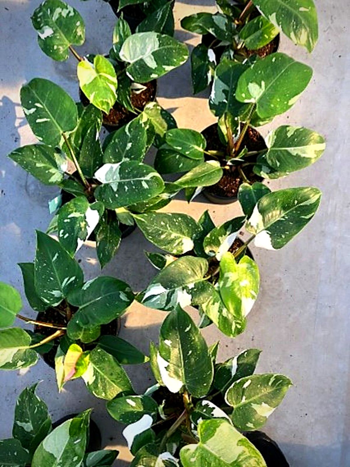 Max Snier - Top 10 Most Wanted Rare Houseplants - philodendron white princess 01