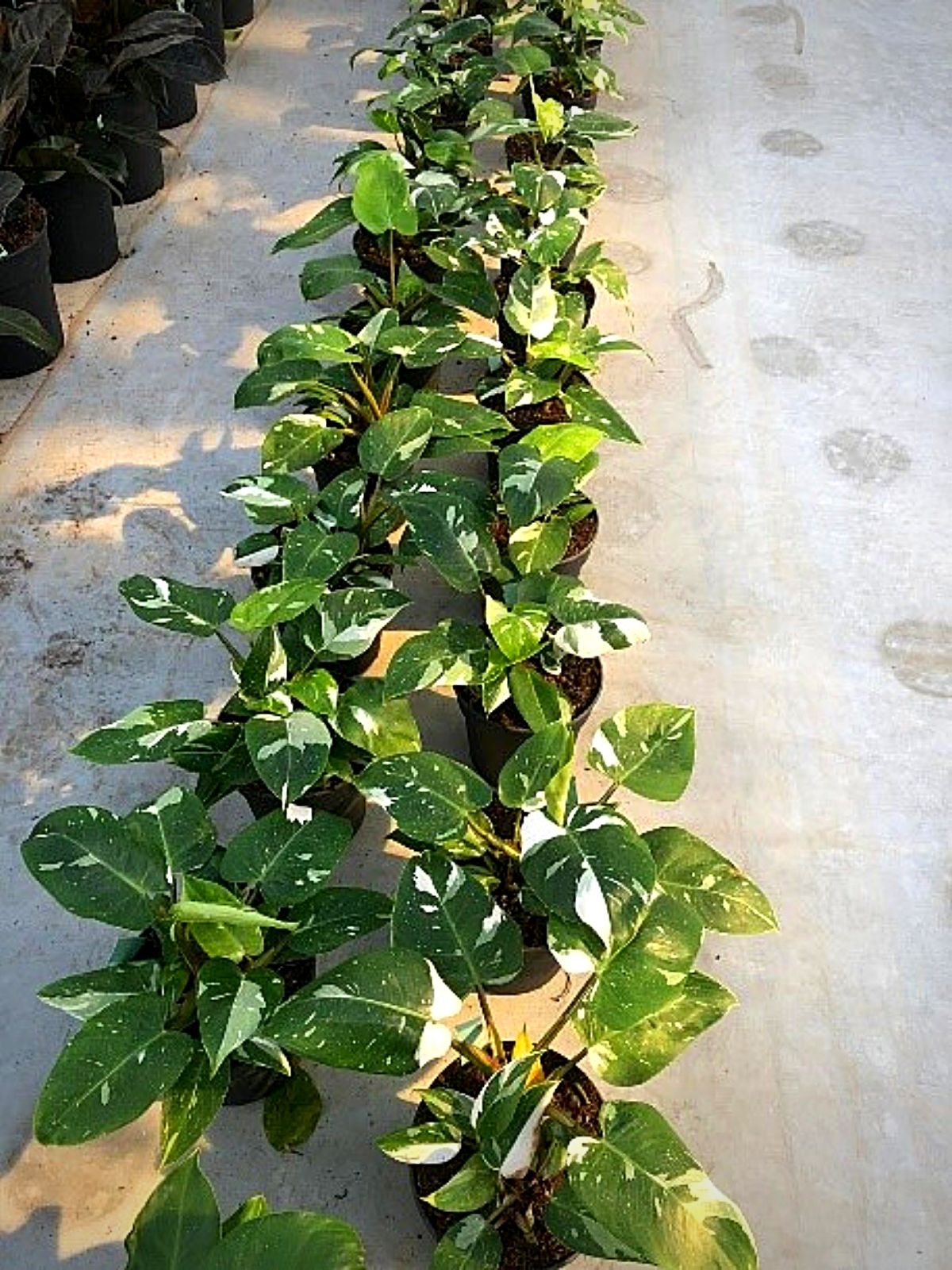 Max Snier - Top 10 Most Wanted Rare Houseplants - philodendron white princess 02