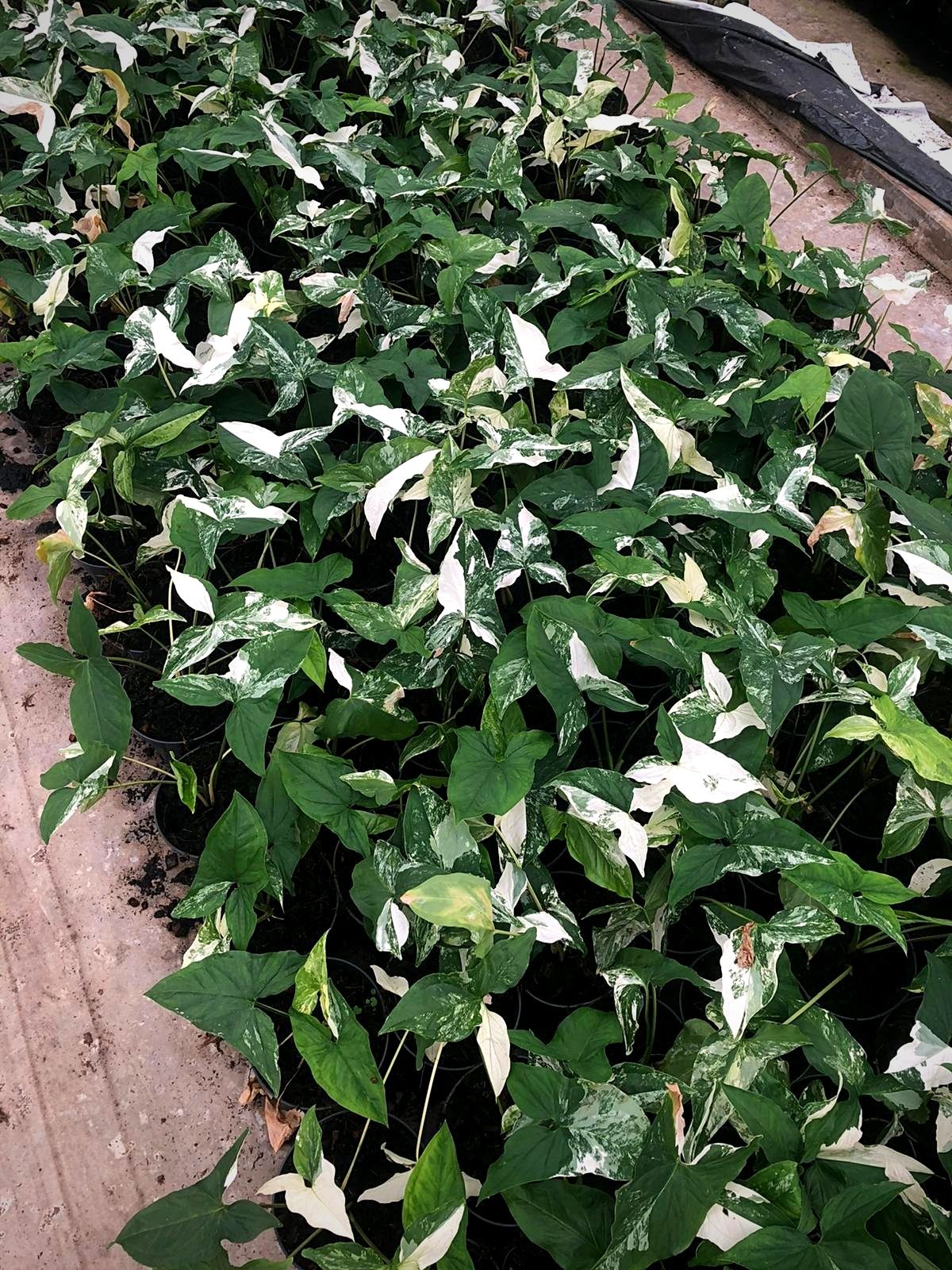 Max Snier - blogger on Thursd - Top 10 Most Wanted Rare Houseplants - Variegated Syngonium (1)