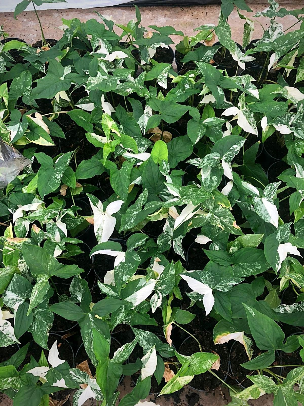 Max Snier - blogger on Thursd - Top 10 Most Wanted Rare Houseplants - Variegated Syngonium