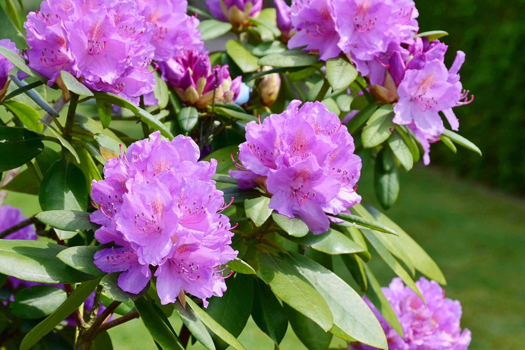 Shrubs That Bloom All Year Azalea (Rhododendron) 