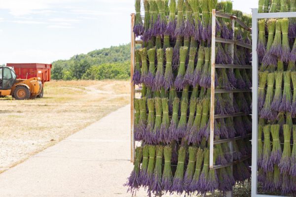 Dried Lavender - Dutch Masters In Dried Flowers - lavender bunches on cart in field - on thursd