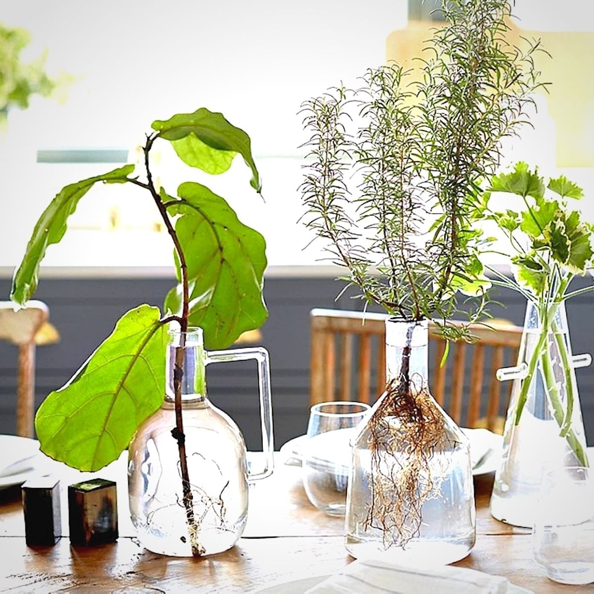Hydroponics - Indoor Plants Doing Great in Water Only Hydroponics - Indoor Plants Doing Great in Water Only